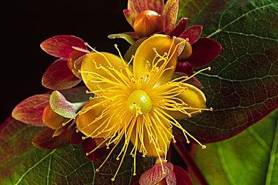 《生化危机4：重制版》实机片段欣赏 值得期待